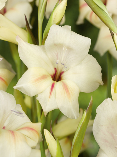 Gladiolus nanus Halley - Gladiole bulbi specii si altele