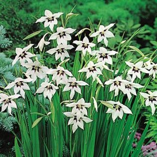 Gladiolus callianthus - Gladiole bulbi specii si altele