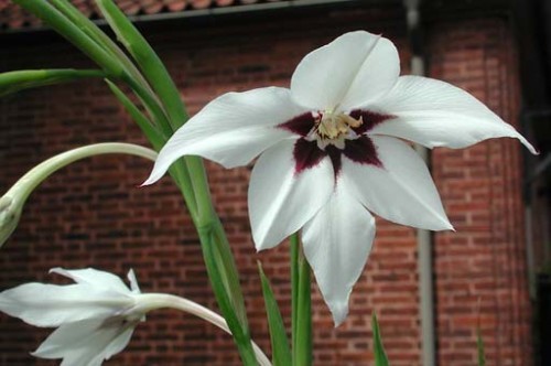 Gladiolus callianthus 2 - Gladiole bulbi specii si altele