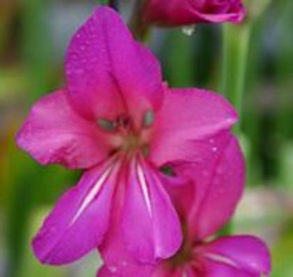 INDISPONIBIL Gladiolus communis ssp. byzantinus 2 - Gladiole bulbi specii si altele