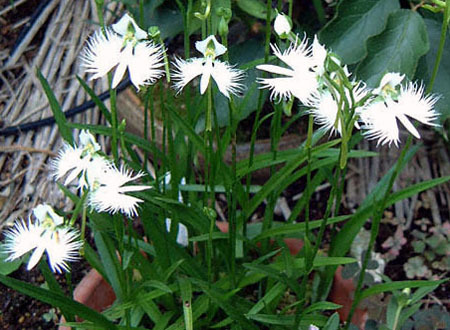 Habenaria radiata 1 - Orhidee Habenaria Radiata si Bletilla alba si roz