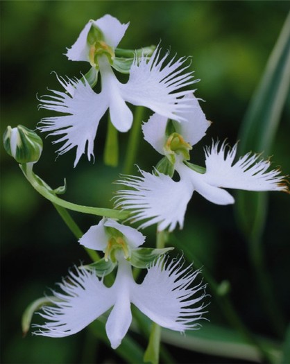 Habenaria radiata - Orhidee Habenaria Radiata si Bletilla alba si roz