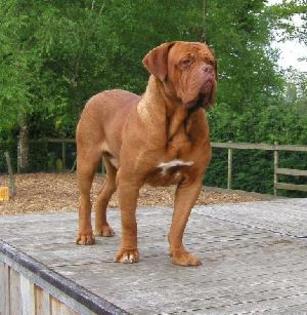 dog de bordeaux