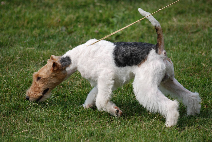 fox terrier - Caini