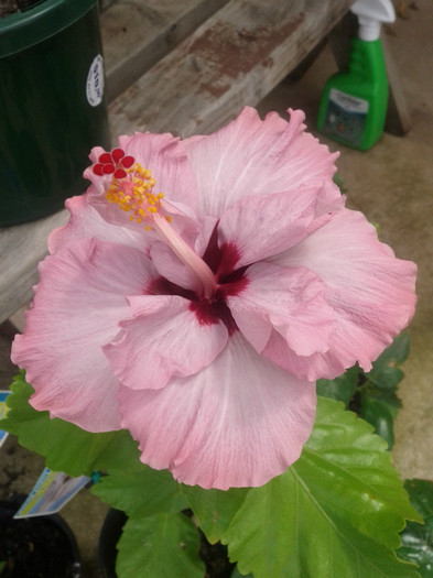 31.01.12 - Hibiscus 2011-2012