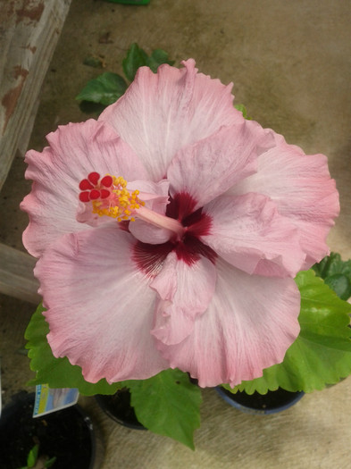  - Hibiscus 2011-2012
