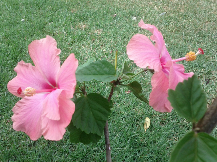  - Hibiscus 2011-2012