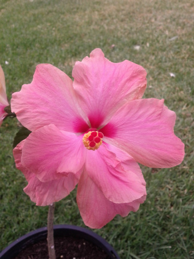  - Hibiscus 2011-2012