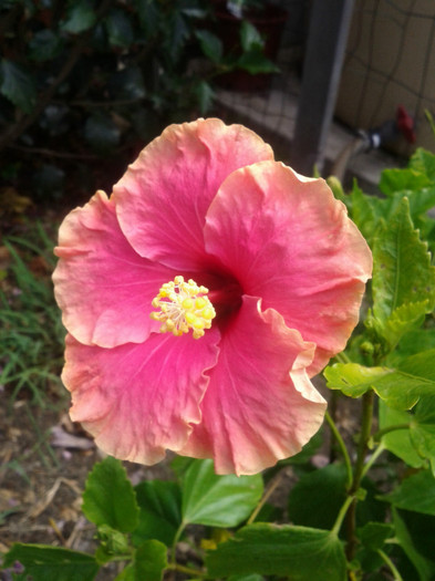  - Hibiscus 2011-2012