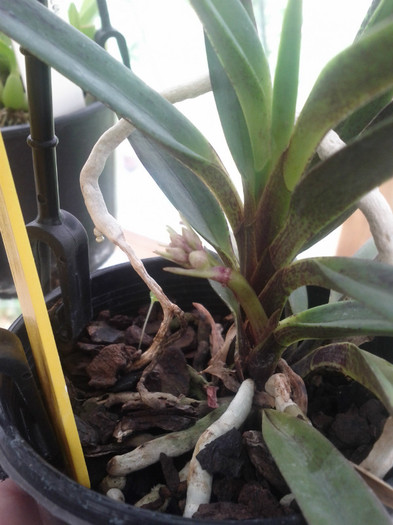  - Neofinetia falcata