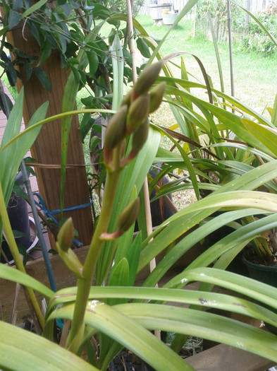 in mijlocul verii...