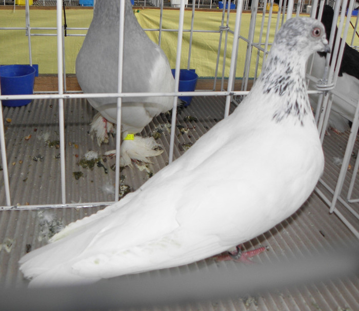 P1280376 - expo brasov 2012