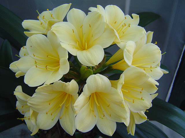 My Goodness( Alick) - CLIVIA