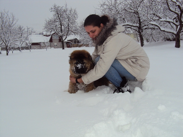 DSC01818 - Matrix Transylvania Giant-CAUCAZIAN cu pedigree