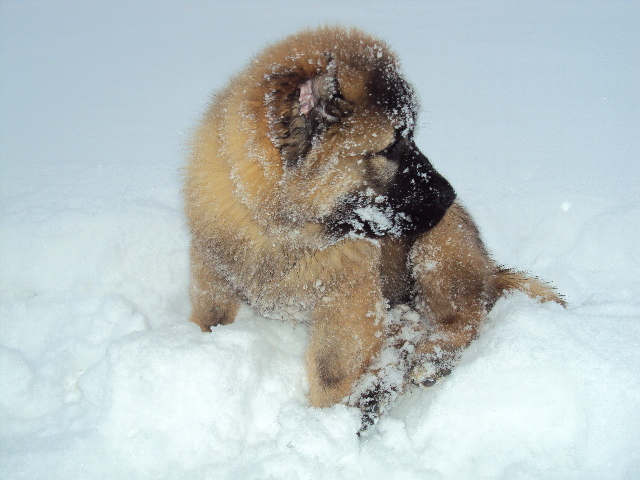 DSC01828 - Matrix Transylvania Giant-CAUCAZIAN cu pedigree