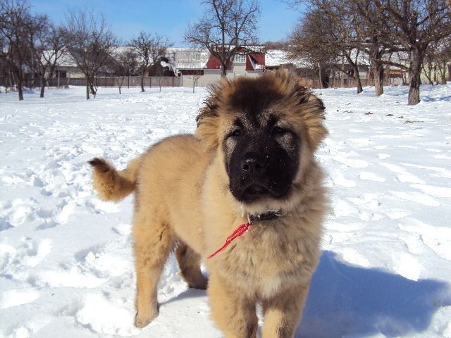 DSC01938 - Matrix Transylvania Giant-CAUCAZIAN cu pedigree