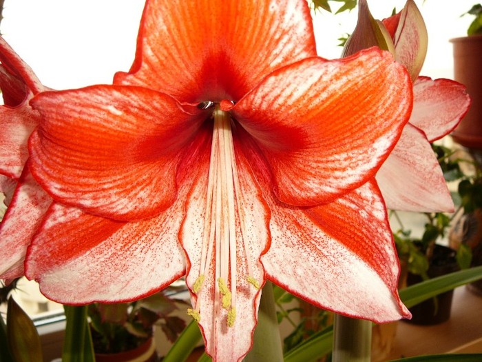 Picture 213 - amaryllis