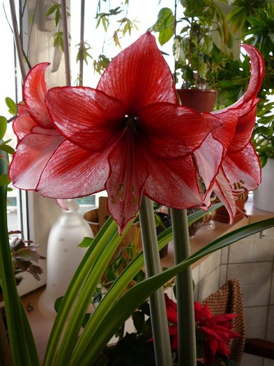 Picture 219 - amaryllis