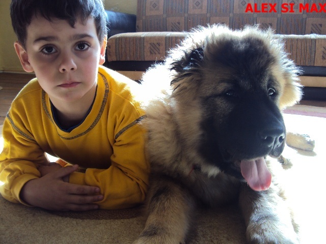 Picture 060 - Matrix Transylvania Giant-CAUCAZIAN cu pedigree