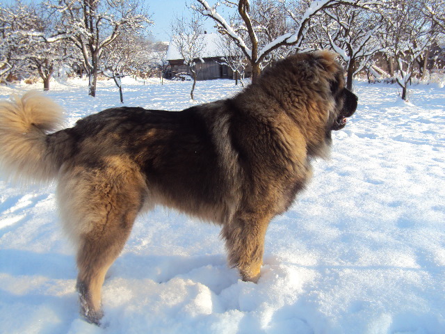 Picture 107 - Matrix Transylvania Giant-CAUCAZIAN cu pedigree