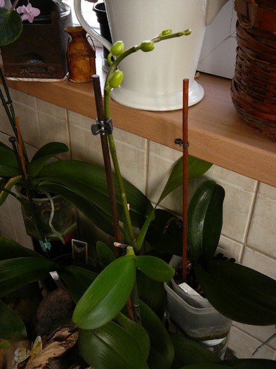 keiki cu tija florala - orhidee