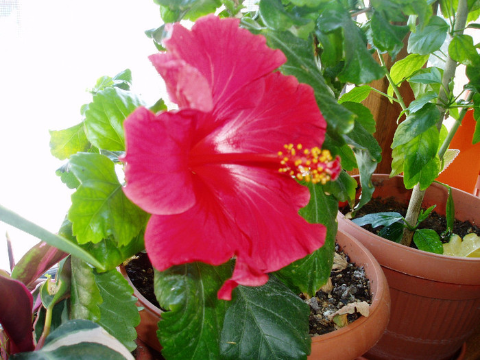 hibi1 - Flori 2012