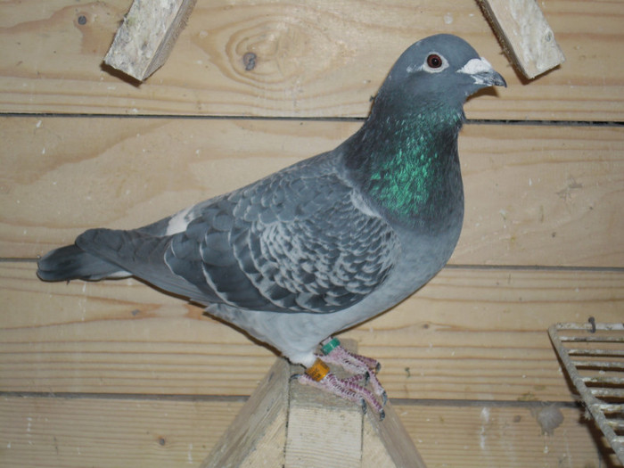 gutu 2009
