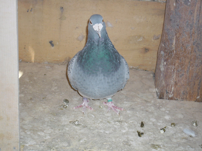 buldozerul