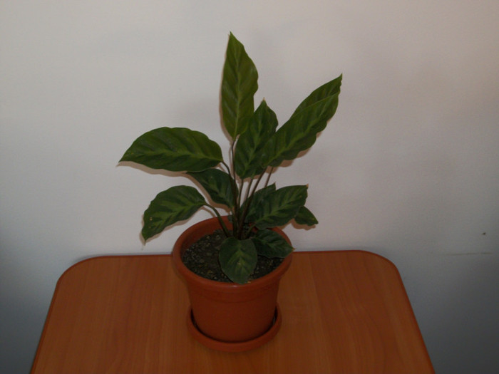 100_7000 - calathea