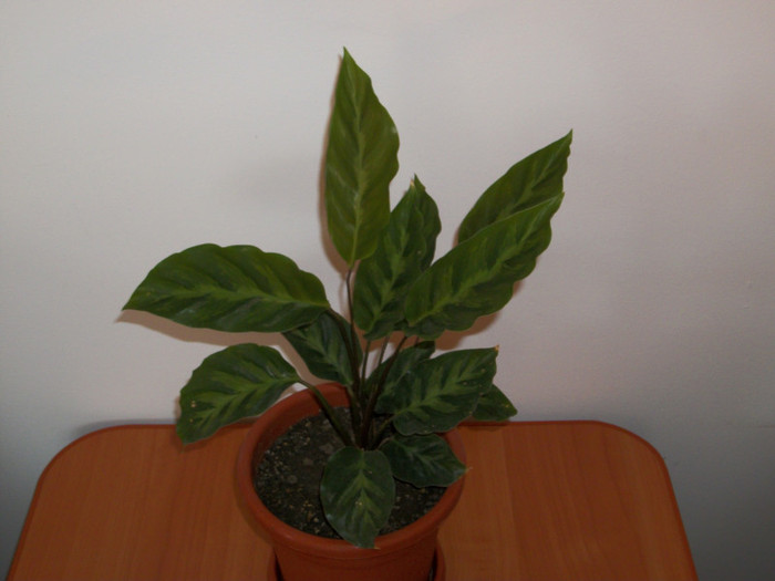 100_6996 - calathea