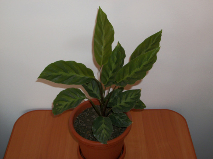 100_6997 - calathea