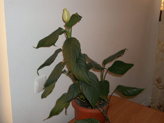 100_6497 - aglaonema simplex