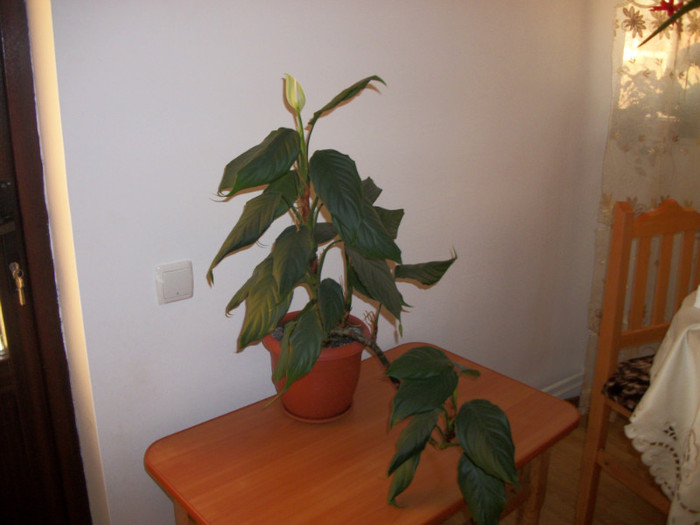 100_6482 - aglaonema simplex