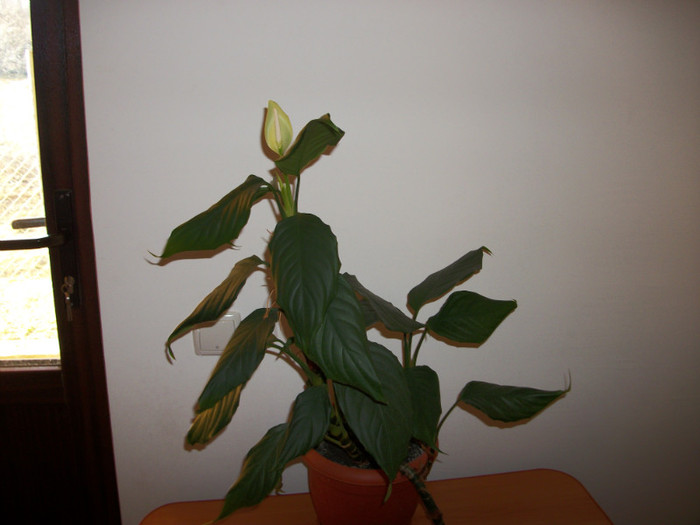 100_6484 - aglaonema simplex