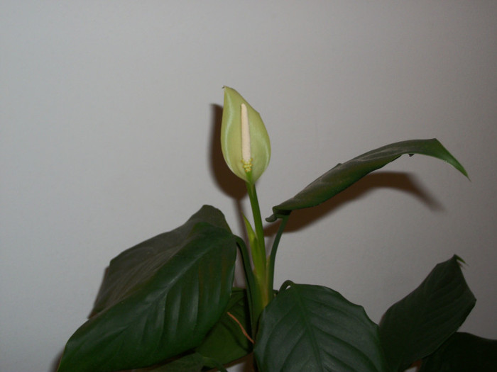 100_6485 - aglaonema simplex