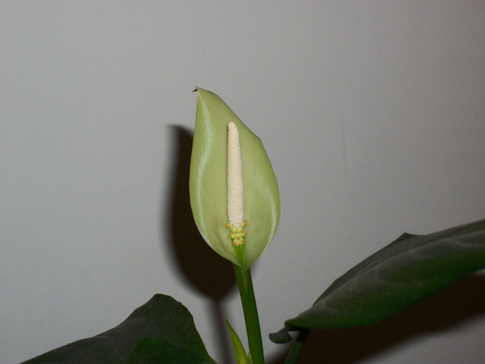 100_6486 - aglaonema simplex