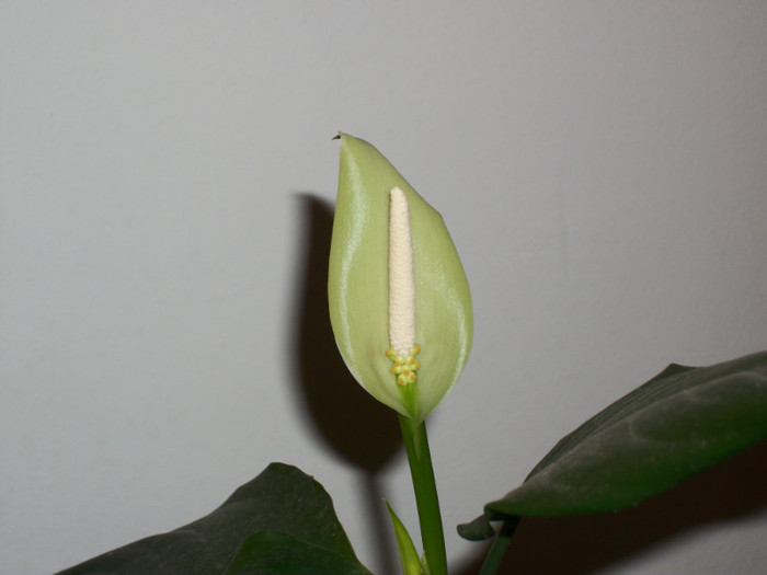 100_6487 - aglaonema simplex