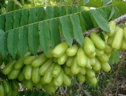 Averrhoa bilimbi