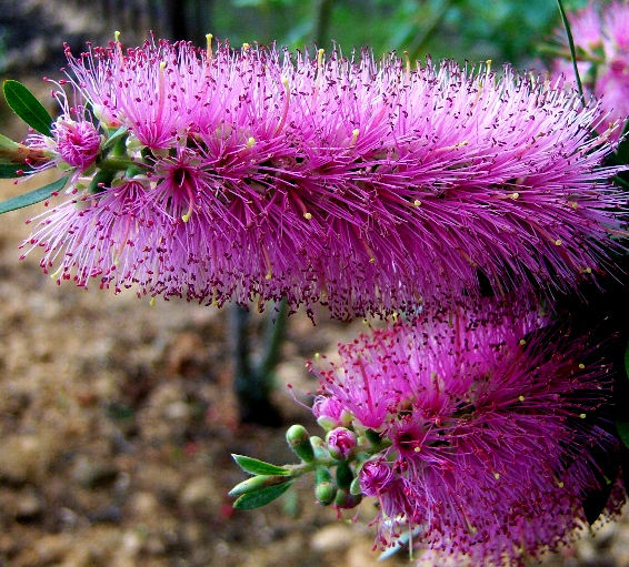 callistemon violaceus