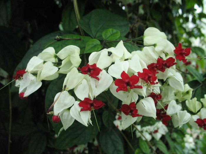 Clerodendrum thomsoniae