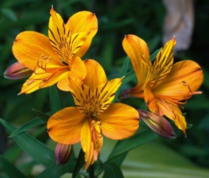 Alstromeria aurea