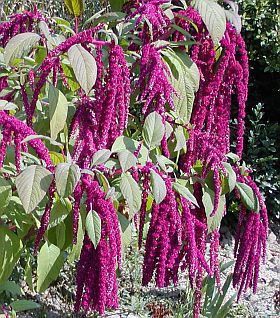 amaranthus_caudatus
