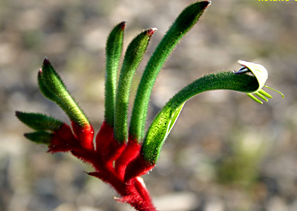 anigozanthos manglesii - 1-de vanzare 2019-2020- SEMINTE TROPICALE RARE