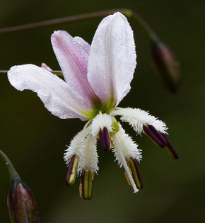 Arthropodium Milleflorum