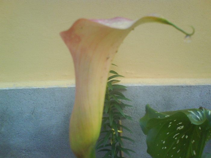 DSC00282 - Flori din curte