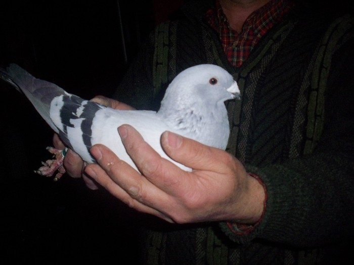 100_4813M 2011 SE 15; M 2011
