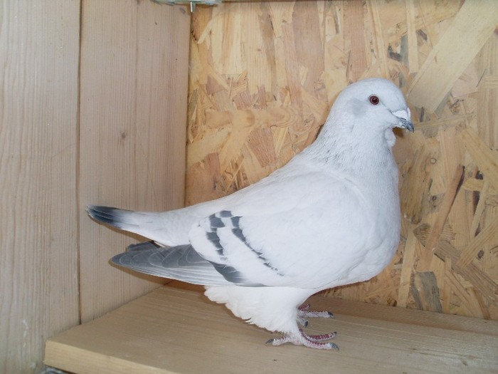 albaneza - femele ab azur 2011