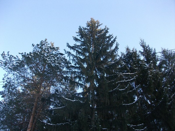 poze 252 - A sosit iarna
