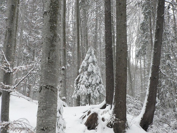 P1190085 - 2012 7-8 ianuarie - Excursie cu micutii la Diham