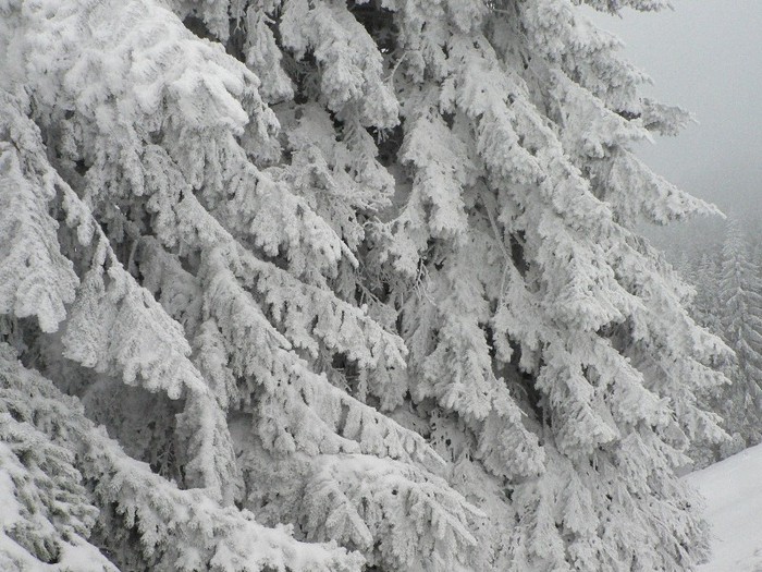 P1190170 - 2012 7-8 ianuarie - Excursie cu micutii la Diham